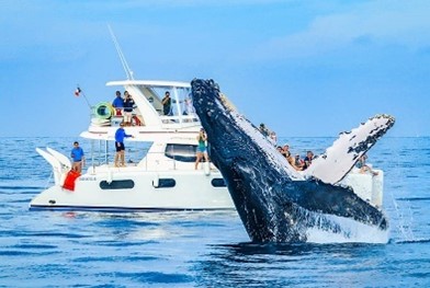 AVISTAMIENTO BALLENAS 