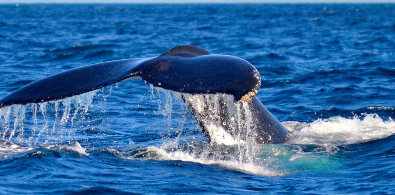AVISTAMIENTO BALLENAS 